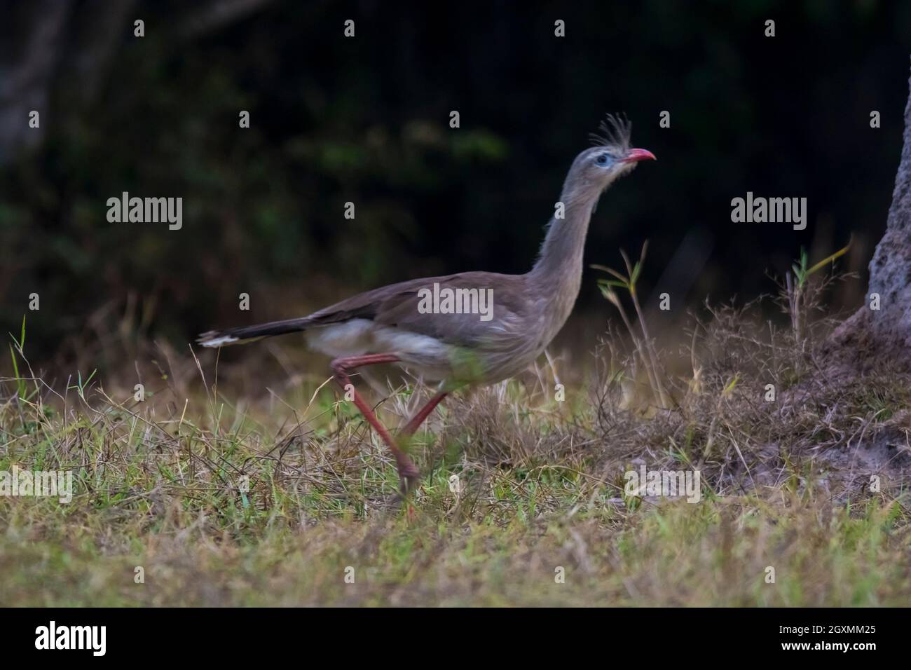 Seriema à pattes rouges, Cariama cristata, dans le milieu des prairies du Pantanal, Mato Grosso, Brésil. Banque D'Images