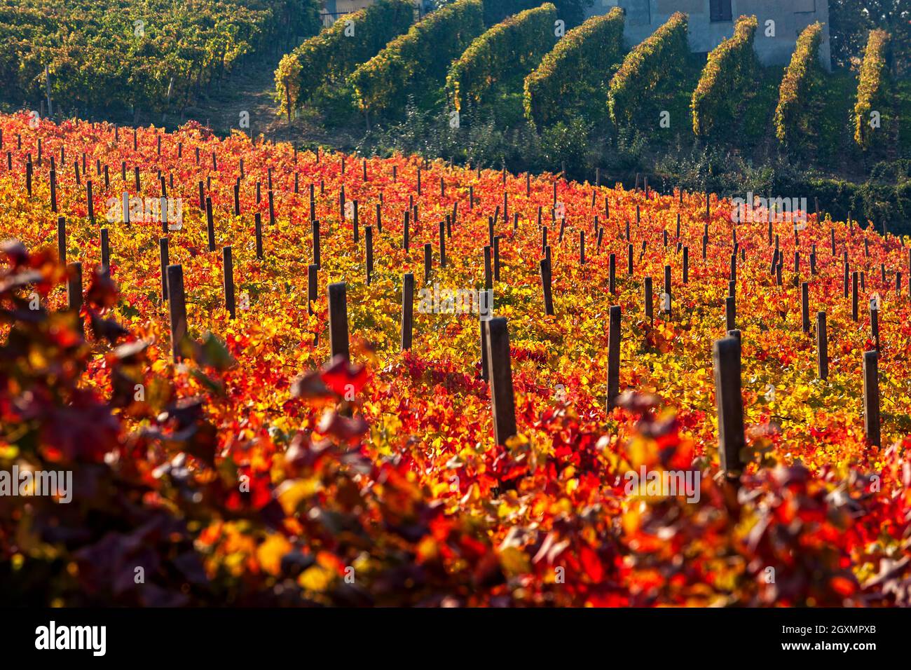Vignobles automnaux avec feuilles rouges, jaunes et oranges sur la colline du Piémont, dans le nord de l'Italie. Banque D'Images