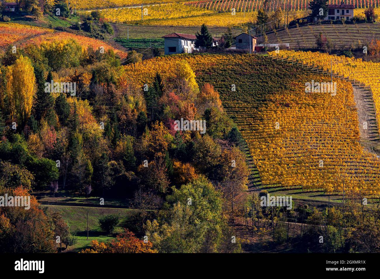 Vue sur les arbres d'automne colorés et les vignobles sur les collines du Piémont, dans le nord de l'Italie. Banque D'Images