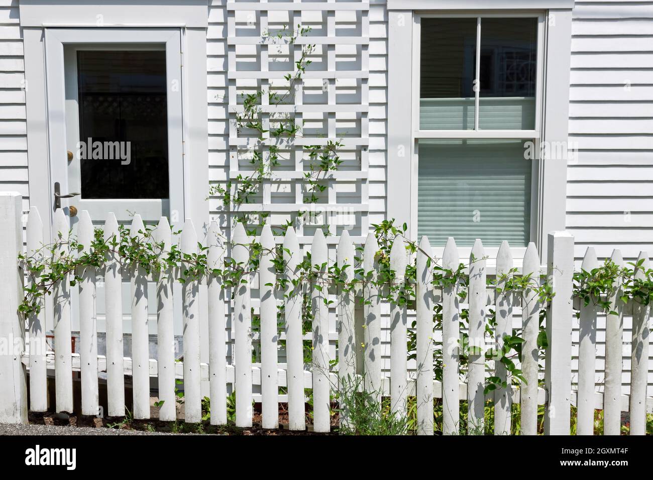 De jeunes vignes ivy grimpent sur une clôture de cornichons blancs et un treillis de bois blanc. Banque D'Images
