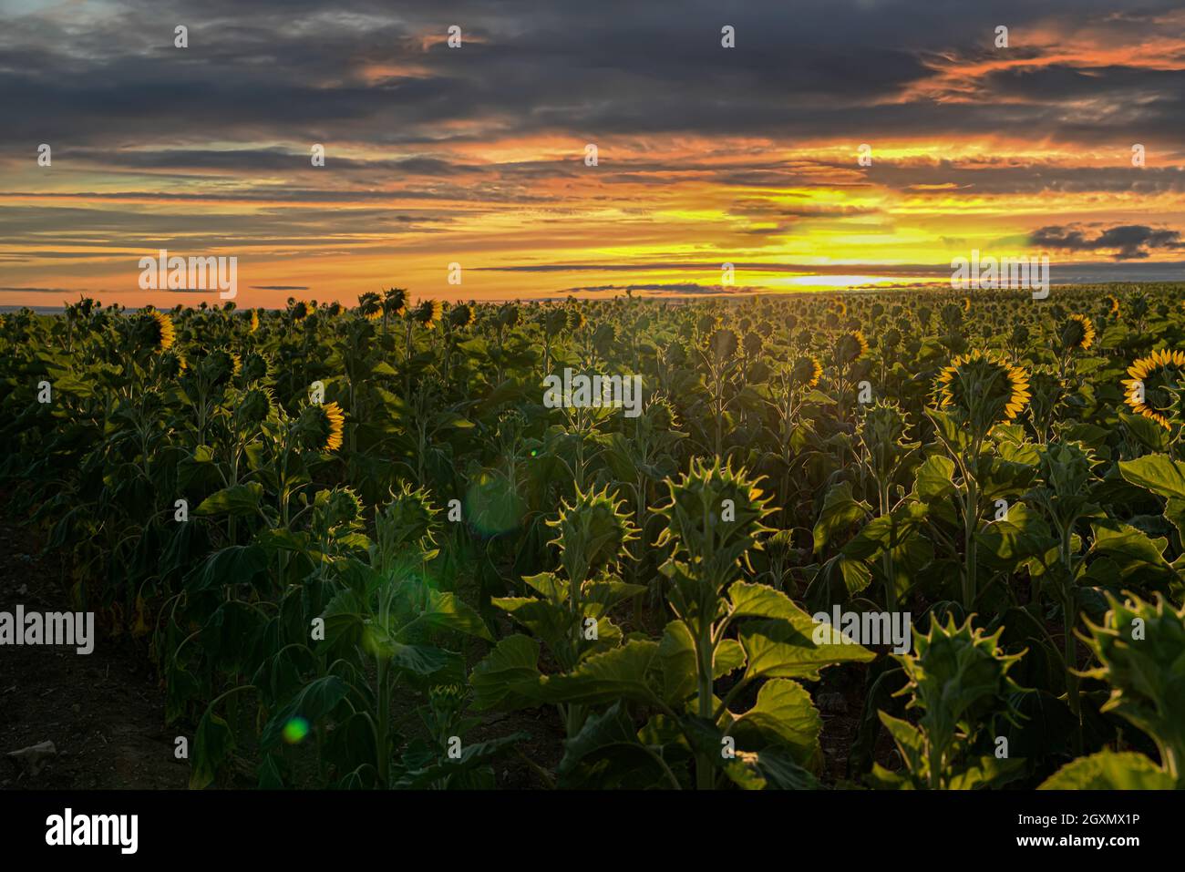 Vue arrière des tournesols en direction du soleil au lever du soleil Banque D'Images