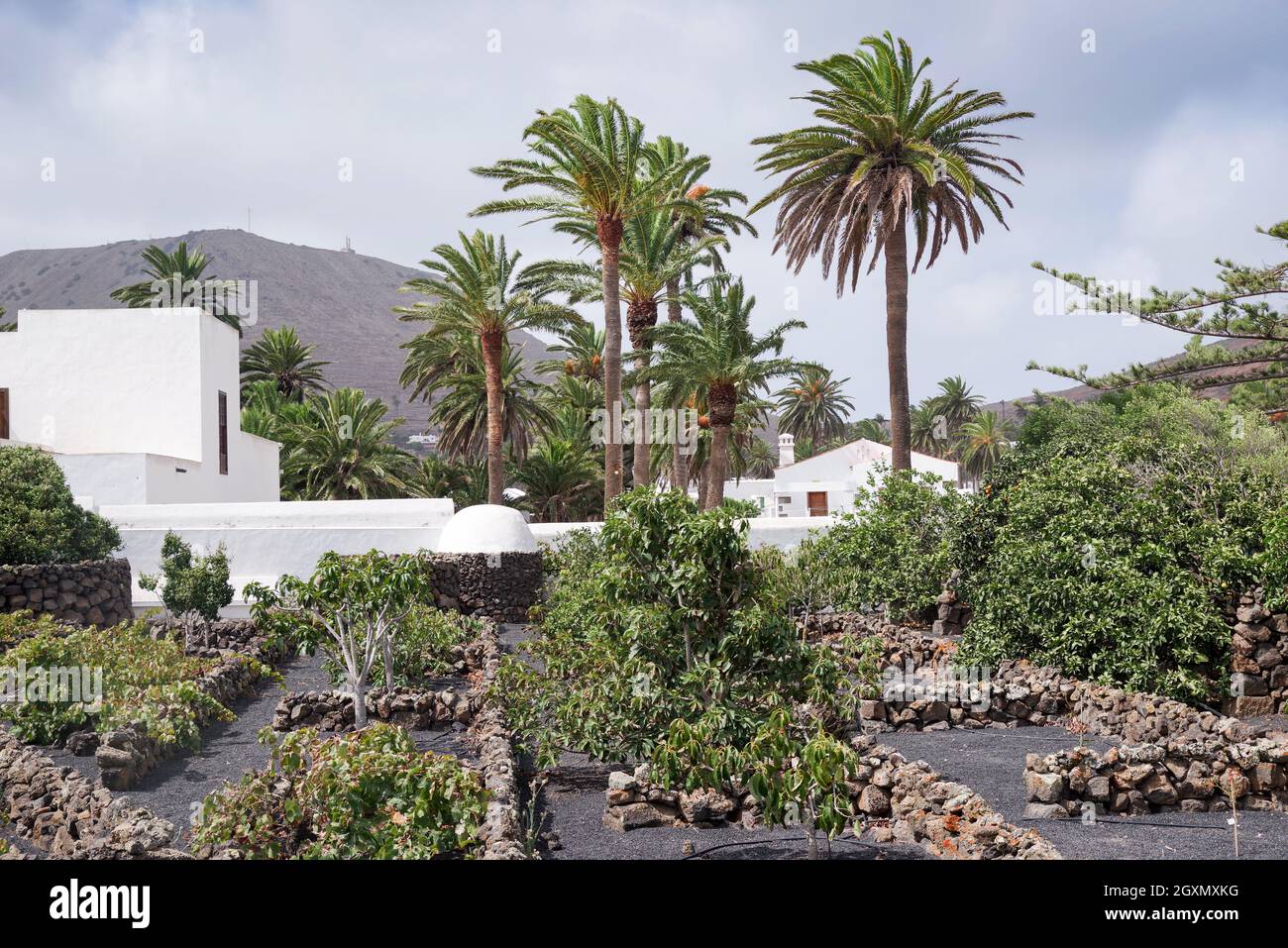 Les produits sont cultivés dans un sol volcanique fertile à Lanzarote.Ce jardin en terrasse à Haria est protégé des vents forts par des clôtures basses en pierre. Banque D'Images