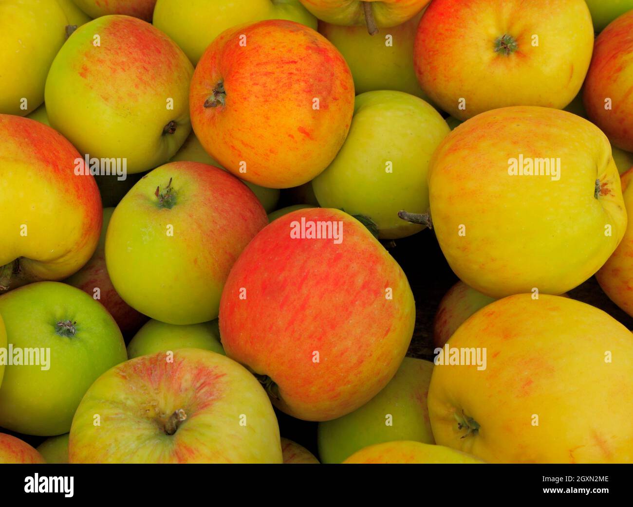 Pomme « James Grieve », vitrine de la ferme, pommes, malus domestica, fruits,alimentation saine et comestible Banque D'Images