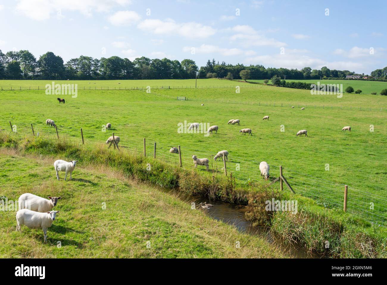 Moutons au champ, Vale of Clwyd, Denbighshire (Sir Ddinbych), pays de Galles, Royaume-Uni Banque D'Images