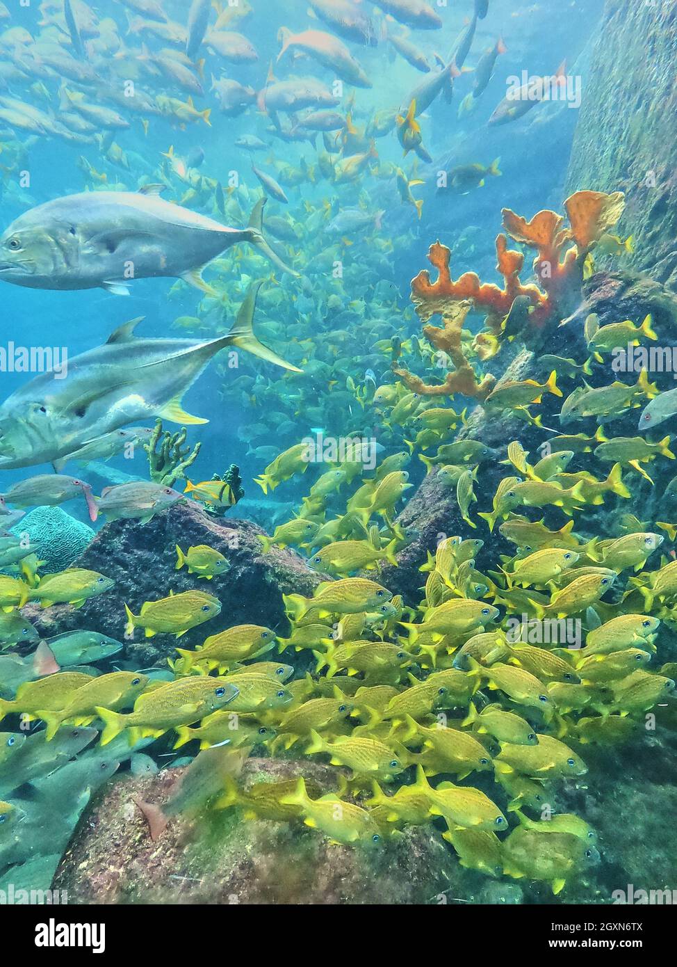 Groupe de poissons jaunes et de corail dans l'aquarium Banque D'Images