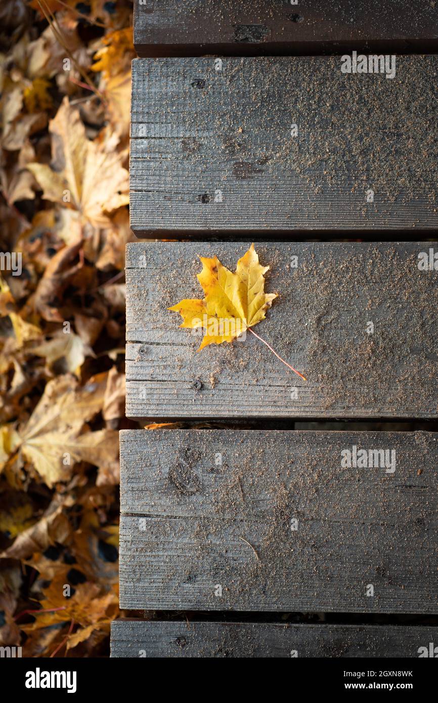 Composition d'automne, saison d'automne. Feuille d'érable jaune sèche sur des planches rustiques en bois marron au-dessus de la vue de dessus. Banque D'Images