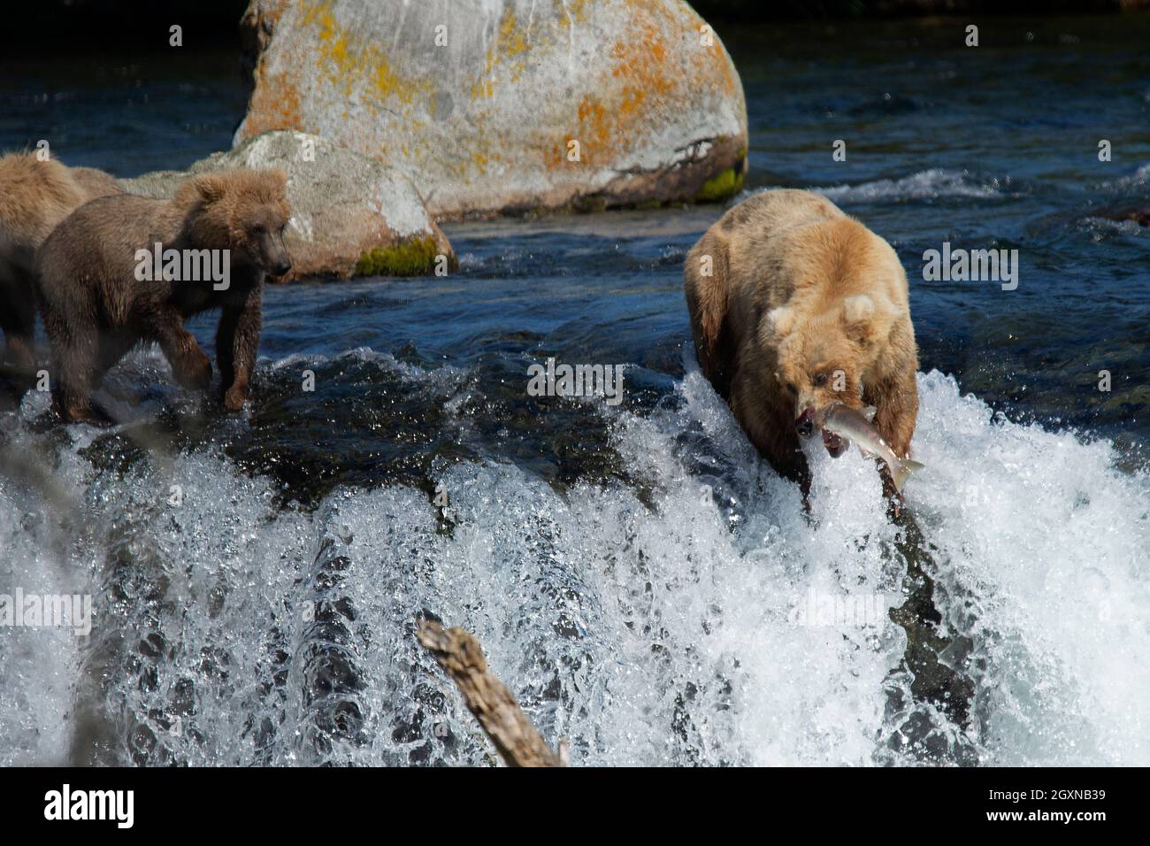 Ours bruns, Ursus arctos, pêche au saumon rouge au sommet des chutes Brooks, parc national et réserve de Katmai, Alaska, États-Unis Banque D'Images
