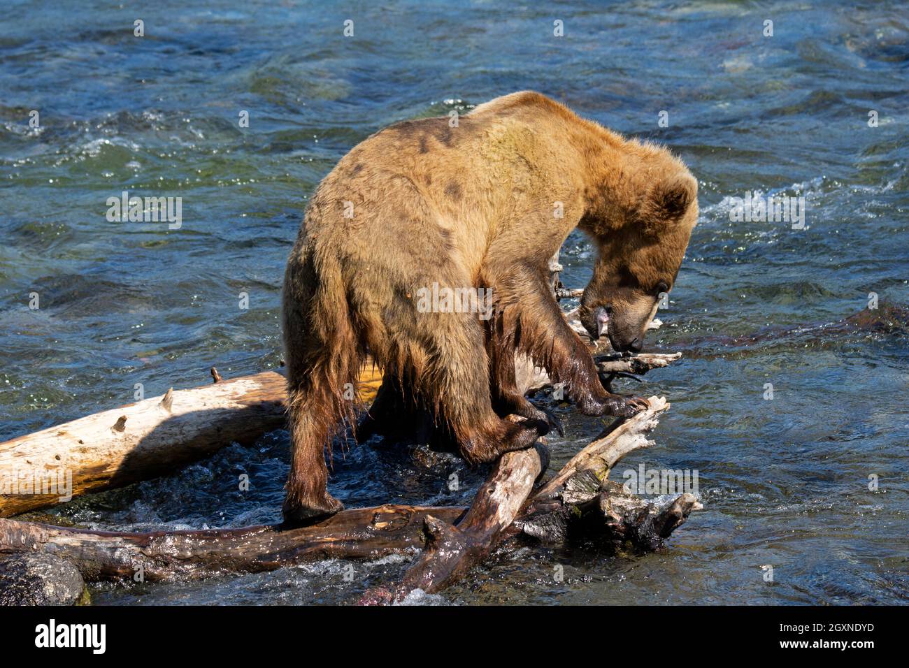 Ours brun fin, Ursus arctos, pêche au saumon sockeye à Brooks Falls, parc national et réserve de Katmai, Alaska, États-Unis Banque D'Images