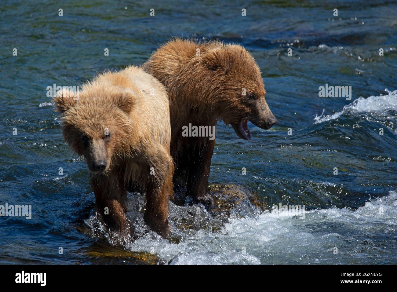 Ours bruns, Ursus arctos, pêche au saumon sockeye aux chutes Brooks, parc national et réserve de Katmai, Alaska, États-Unis Banque D'Images