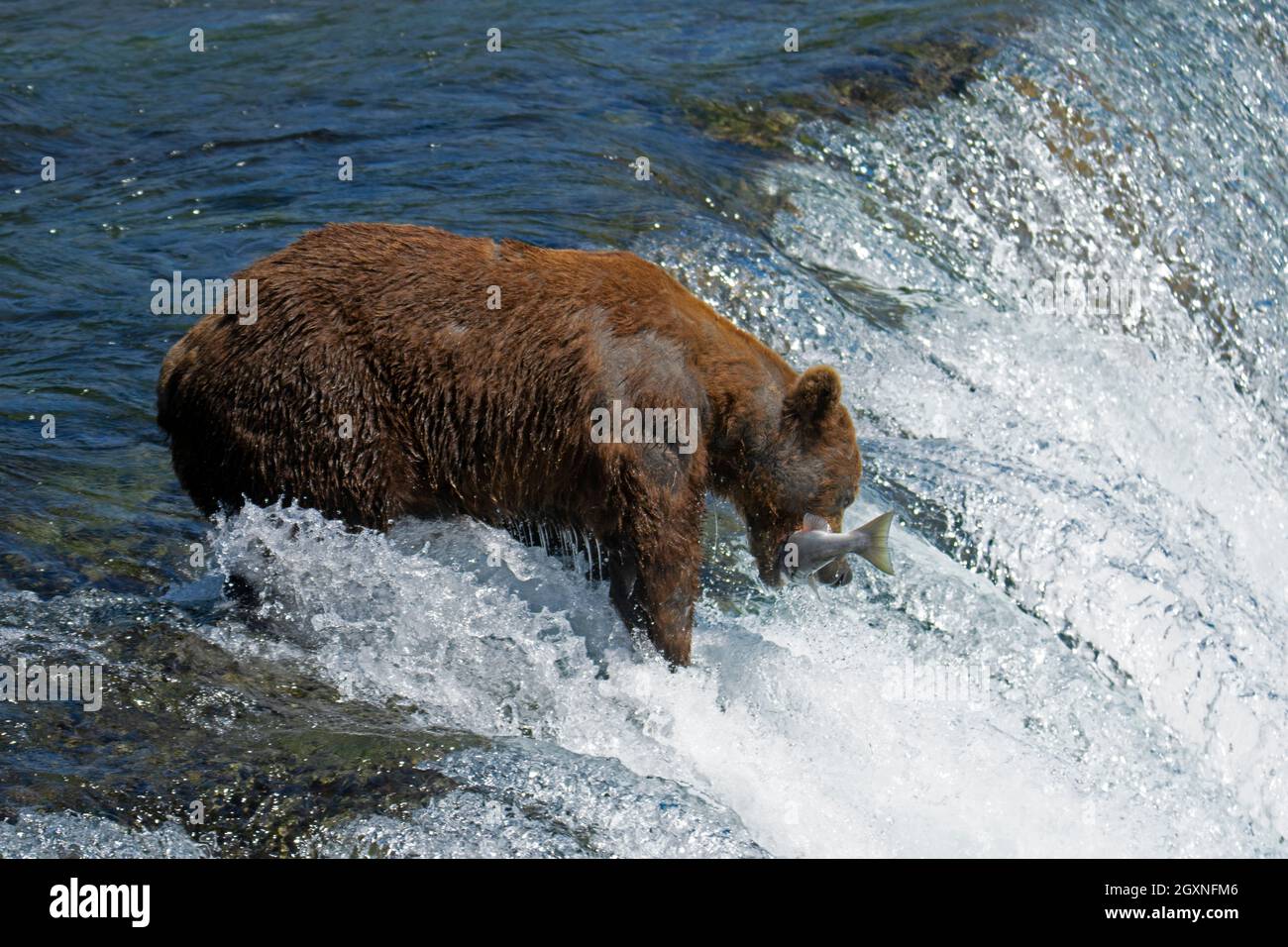 Ours brun, Ursus arctos, pêche au saumon rouge au sommet des chutes Brooks, parc national et réserve de Katmai, Alaska, États-Unis Banque D'Images