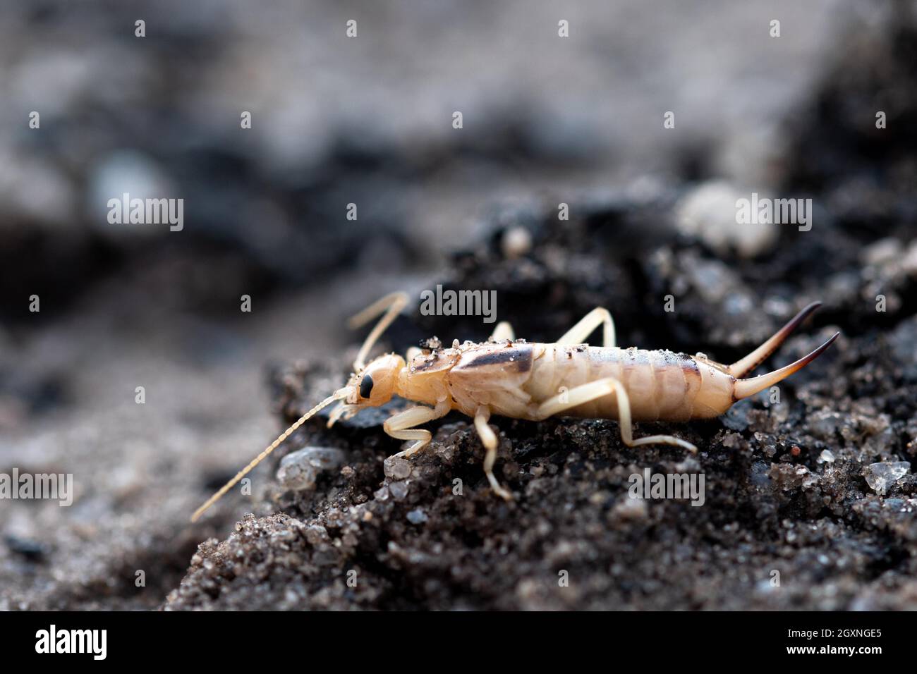 Tawny earwig (Labidura riparia), assis sur un sol sablonneux, paysage post-minier Sielmanns Naturlandschaft Wanninchen, Brandebourg, Allemagne Banque D'Images