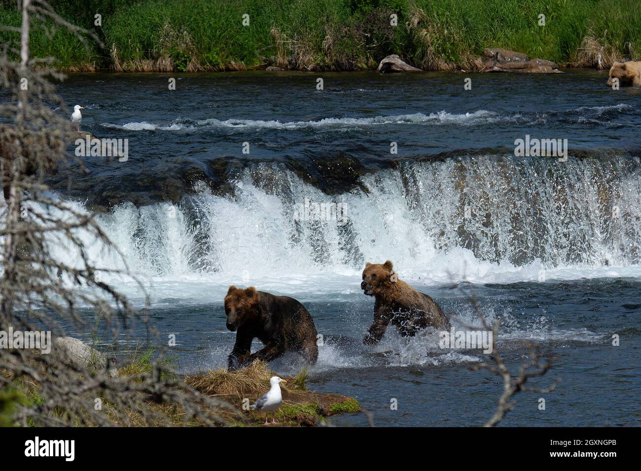 Ours bruns, Ursus arctos, pêche au saumon rouge au fond des chutes Brooks, parc national et réserve de Katmai, Alaska, États-Unis Banque D'Images