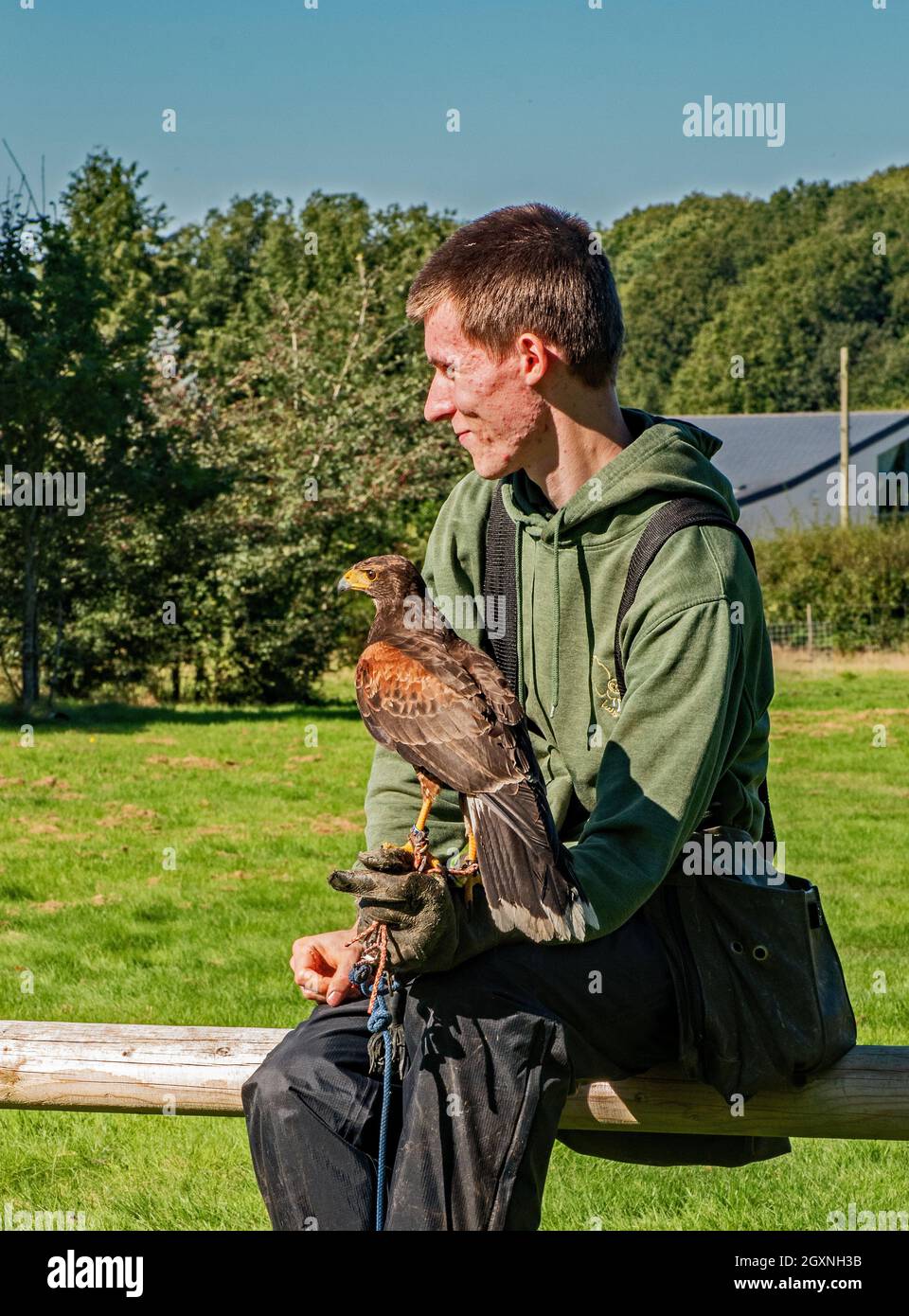 Falconer avec Harris Hawk Banque D'Images