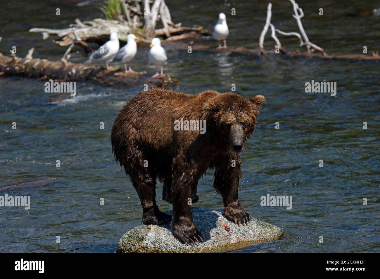 Ours brun, Ursus arctos, rivière Brooks, parc national et réserve de Katmai, Alaska, États-Unis Banque D'Images
