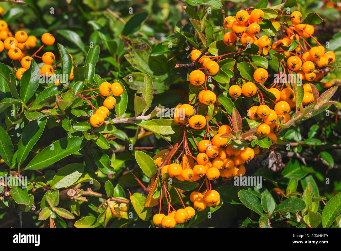 Fruits aux baies de Firethorn (Pyracantha) sur arbuste, arbuste ornemental, Bavière, Allemagne Banque D'Images