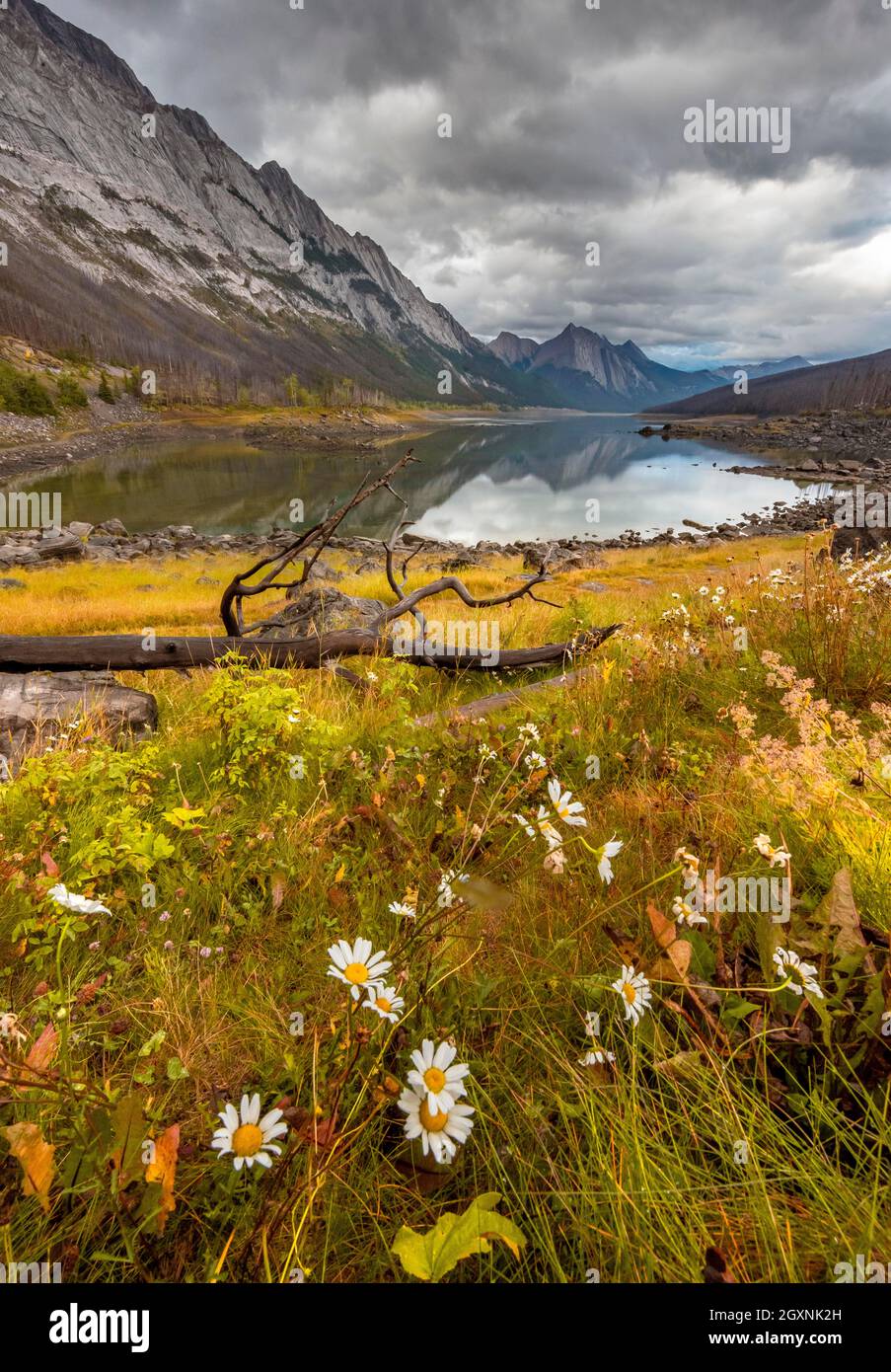 Les montagnes se reflètent dans un lac, Medicine Lake, prairie jaune automnale sur la rive, vallée de Maligne, parc national Jasper, Alberta, Canada Banque D'Images
