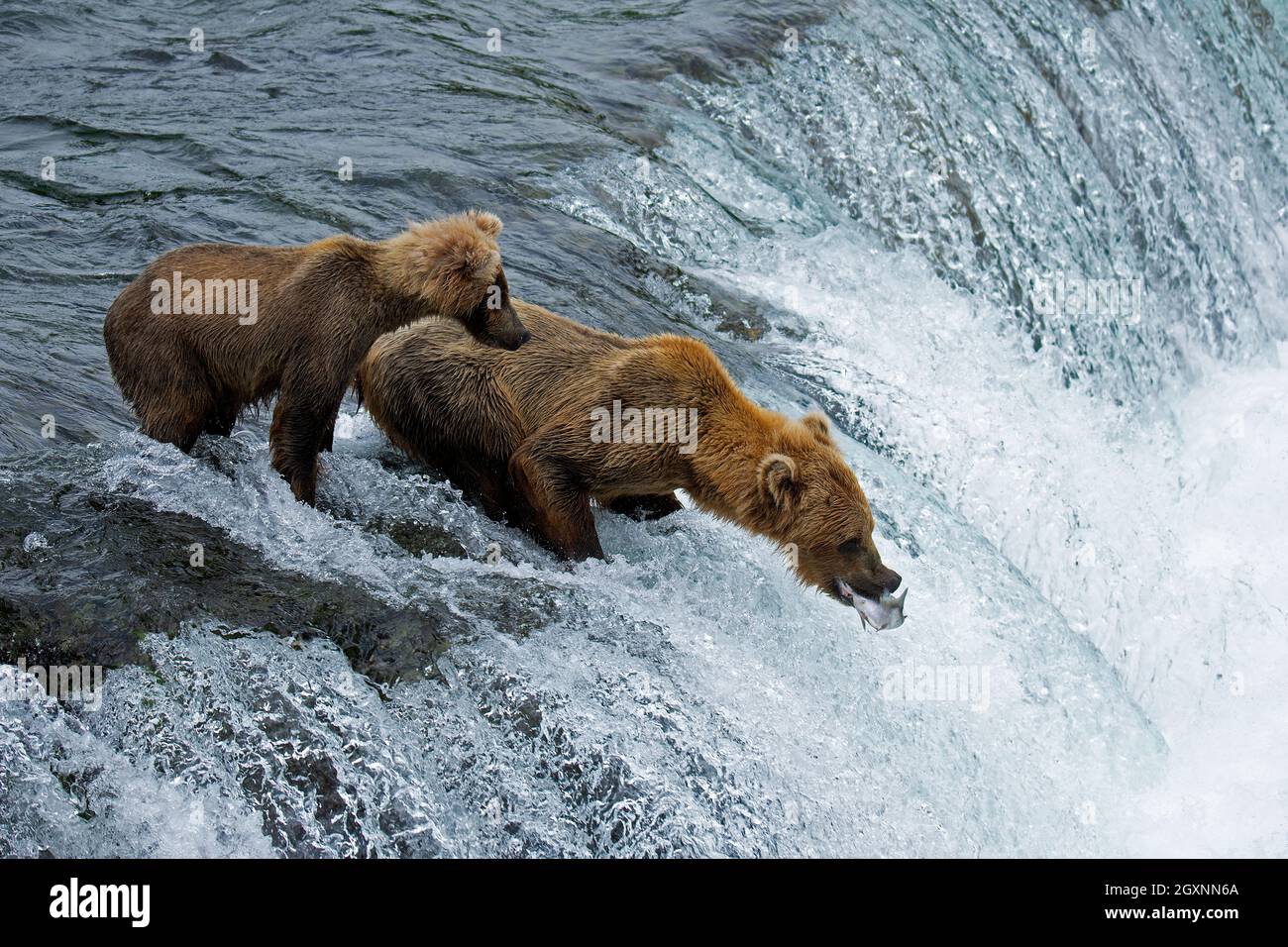 Ours bruns, Ursus arctos, mère et cub, pêche au saumon rouge au sommet des chutes Brooks, parc national et réserve de Katmai, Alaska, États-Unis Banque D'Images