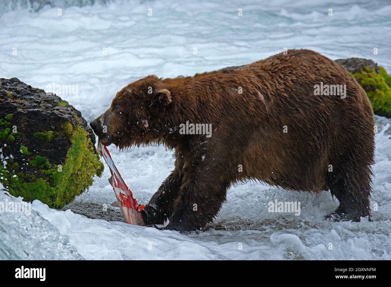 Ours brun, Ursus arctos, mangeant du saumon sockeye au fond des chutes Brooks, parc national et réserve de Katmai, Alaska, États-Unis Banque D'Images