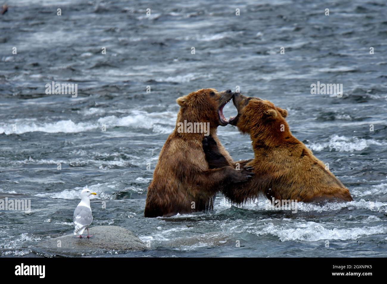 Ours bruns, Ursus arctos, lutte dans la rivière Brooks, parc national et réserve de Katmai, Alaska, États-Unis Banque D'Images
