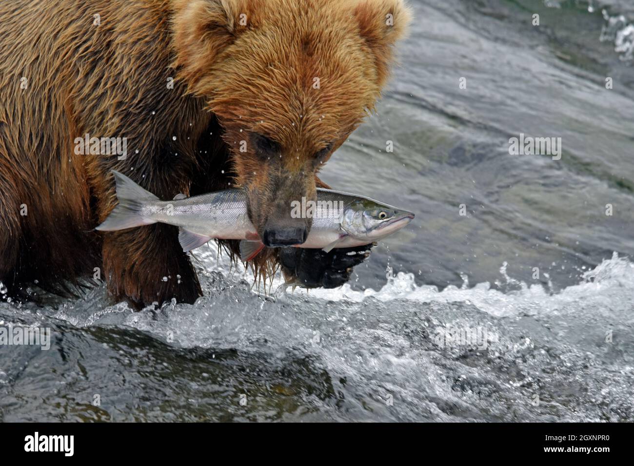 Ours brun, Ursus arctos, pêche au saumon rouge au sommet des chutes Brooks, parc national et réserve de Katmai, Alaska, États-Unis Banque D'Images