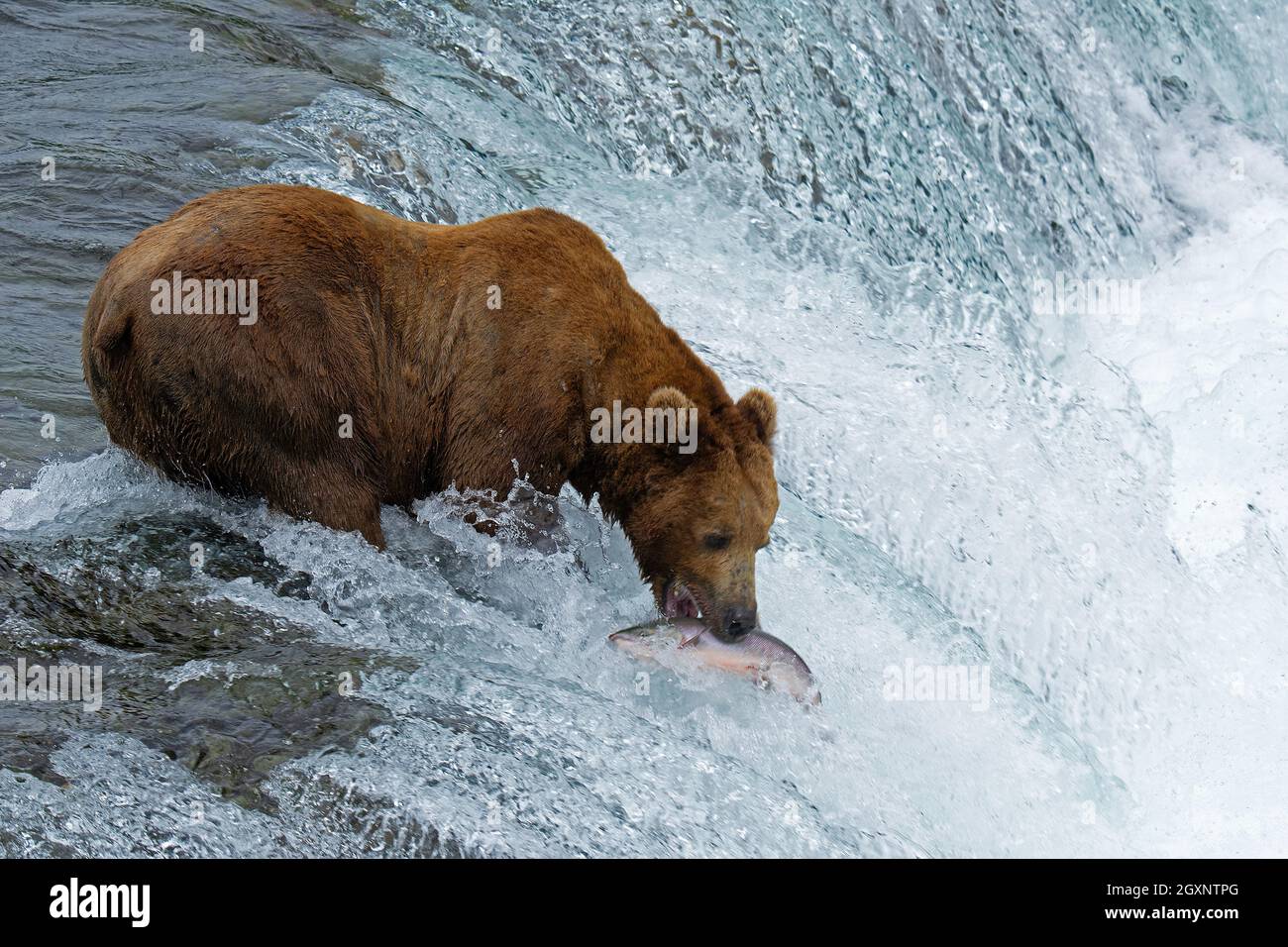 Ours brun, Ursus arctos, pêche au saumon rouge au sommet des chutes Brooks, parc national et réserve de Katmai, Alaska, États-Unis Banque D'Images