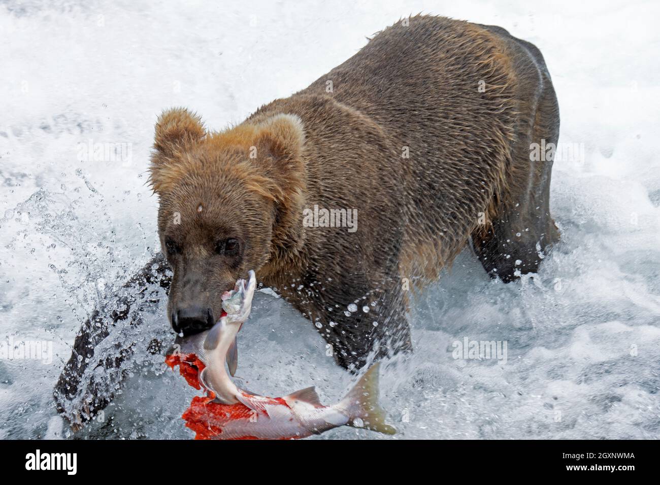 L'ours brun, Ursus arctos, mange un saumon sockeye plein d'oeufs au fond des chutes Brooks, parc national et réserve de Katmai, Alaska, États-Unis Banque D'Images