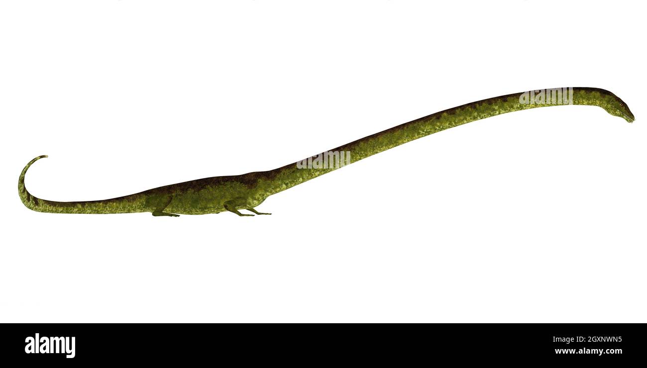 Tanystropheus était un reptile marin semi-aquatique carnivore qui vivait en Europe et au Moyen-Orient pendant la période du Trias. Banque D'Images