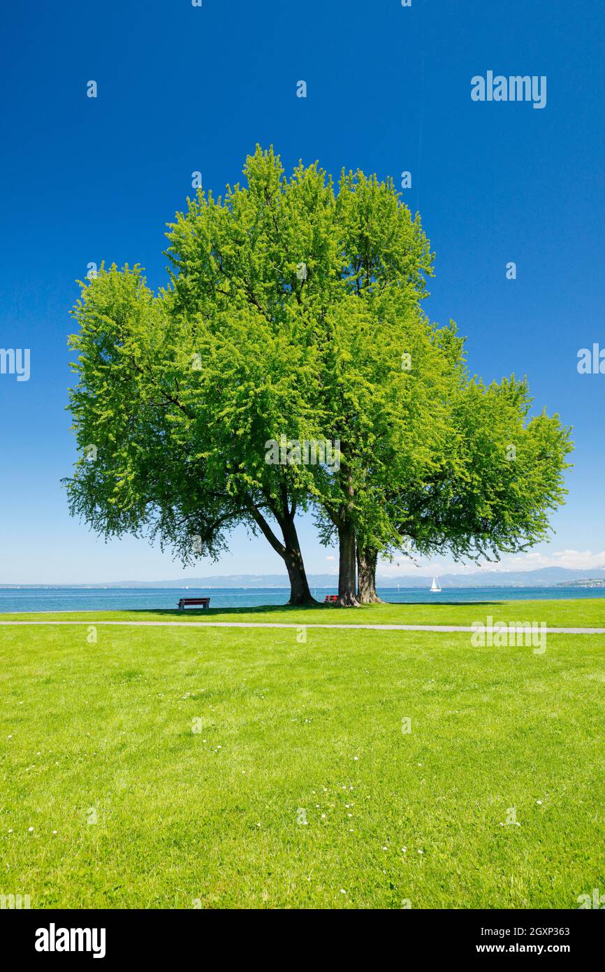 Bancs sous un grand érable argenté sur les rives du lac de Constance près d'Arbon à Thurgau, en Suisse Banque D'Images