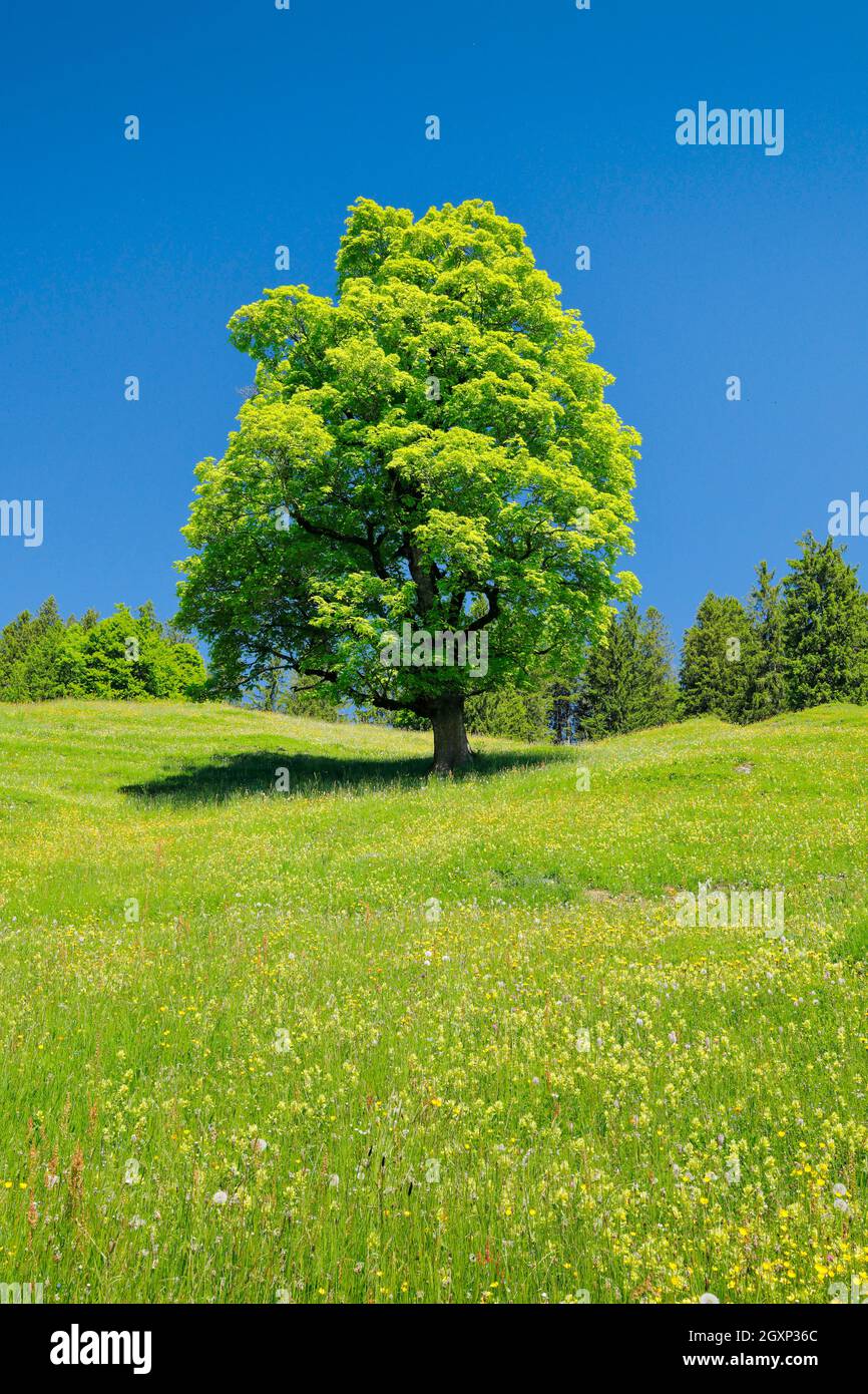 Érable à sycomore de Freisthender au milieu d'un pré de montagne, près d'Ennetbuehl à Toggenburg, canton de Saint-Gall, Suisse Banque D'Images