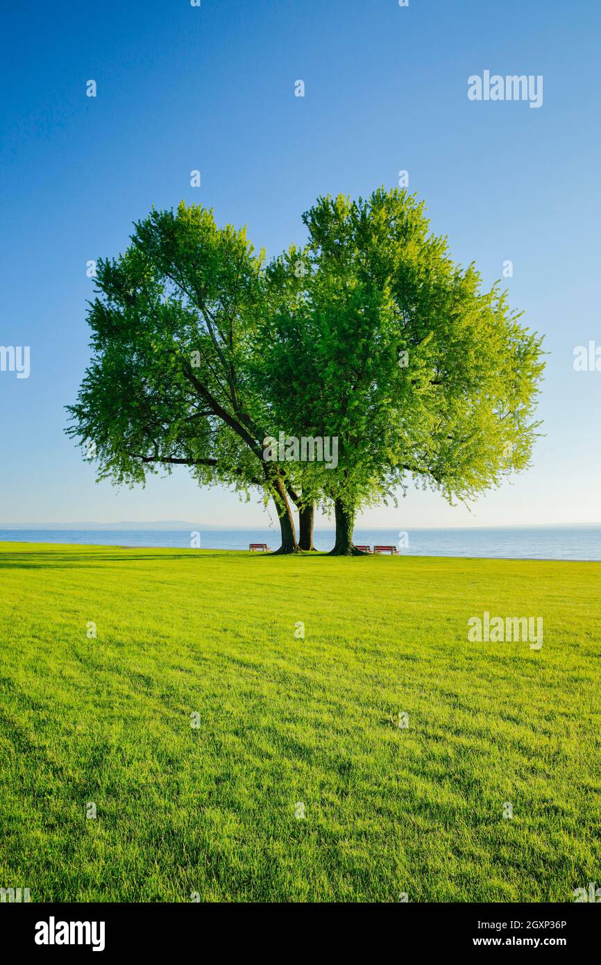Bancs sous un grand érable argenté sur les rives du lac de Constance près d'Arbon à Thurgau, en Suisse Banque D'Images