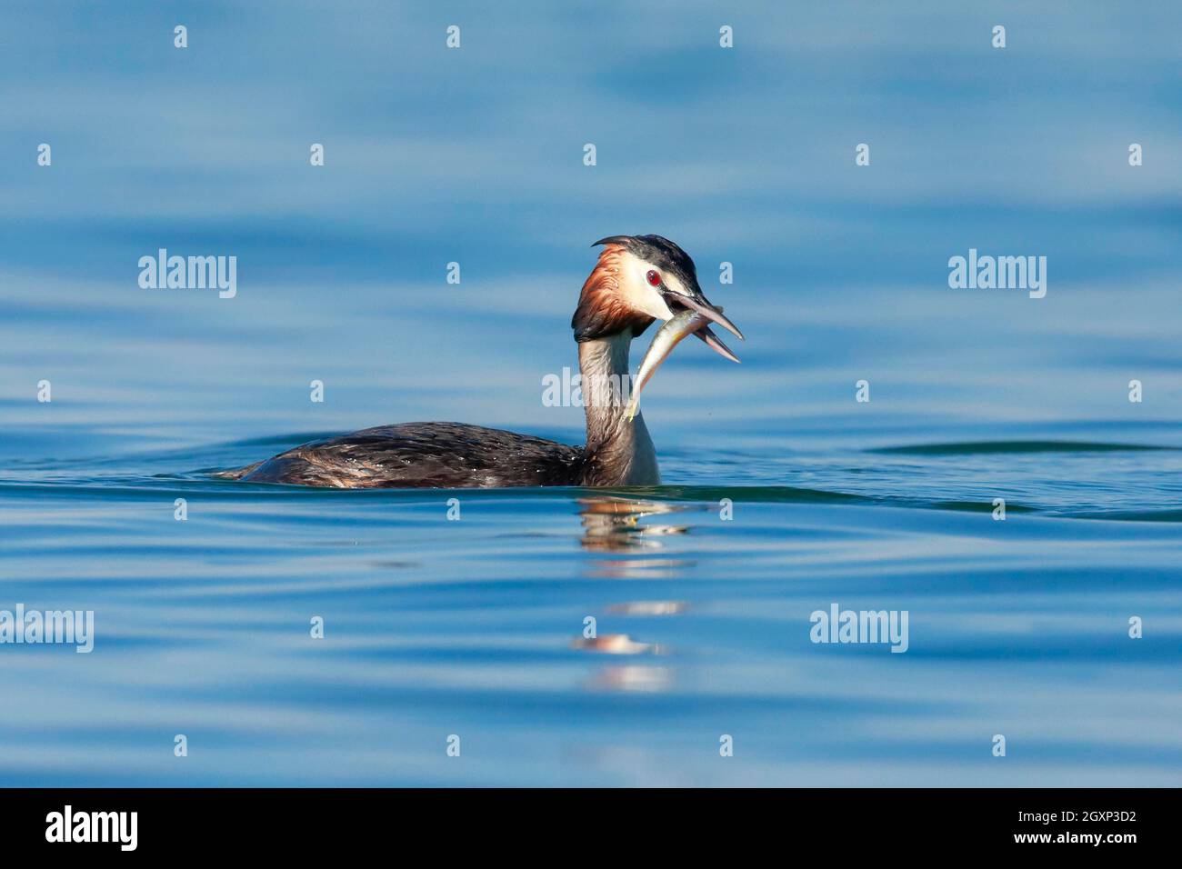 Grand Grebe à crête dans une robe splendide avec poisson dans le bec, natation dans l'eau, Allemagne Banque D'Images