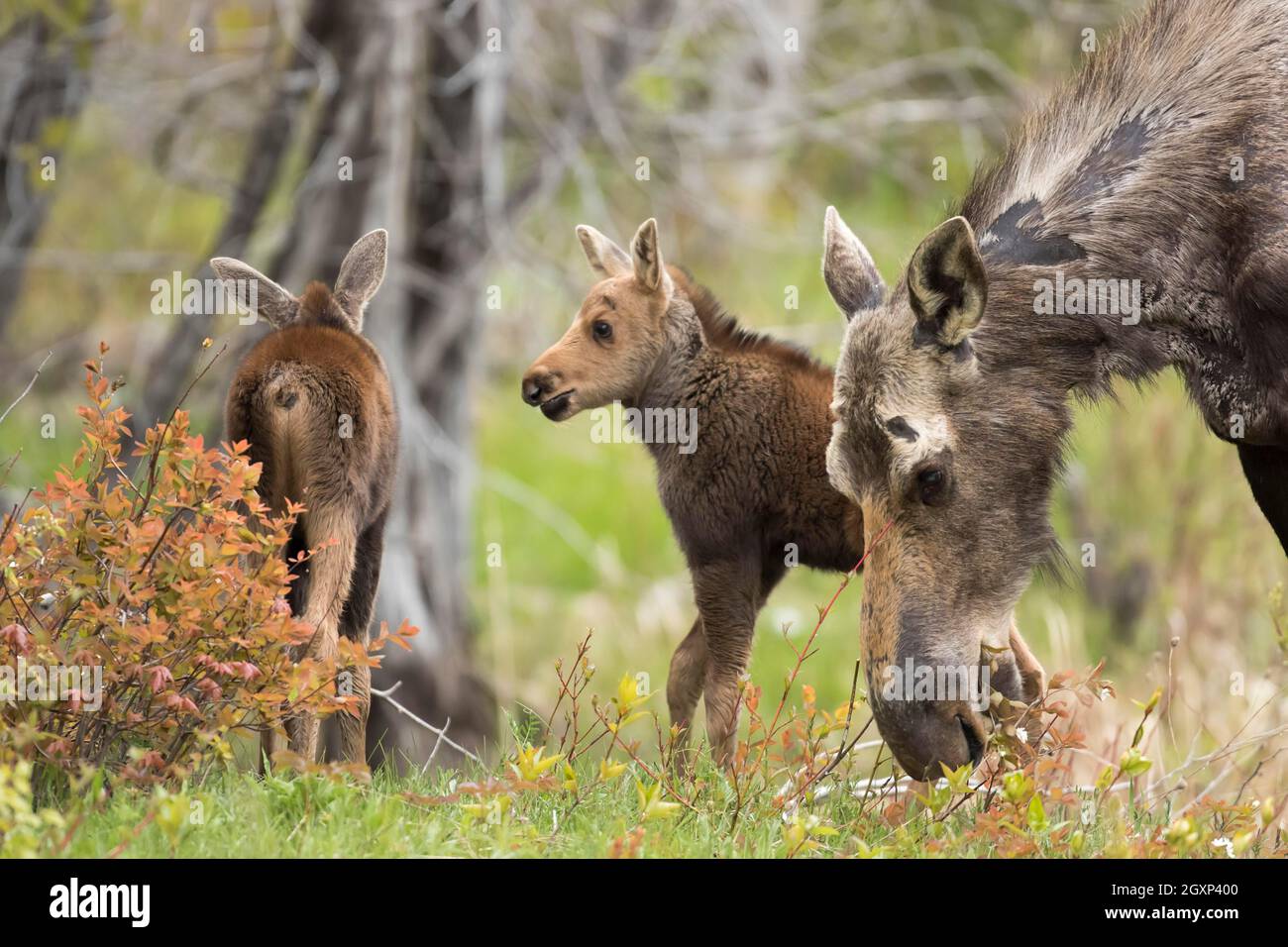 Élan américain, mère et veaux d'un mois, Alces americanus, Parc national Forillon, Québec, Canada Banque D'Images