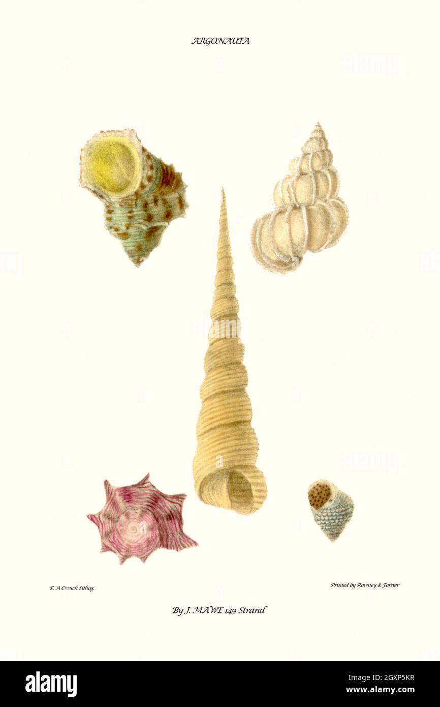 coques de turban Banque D'Images