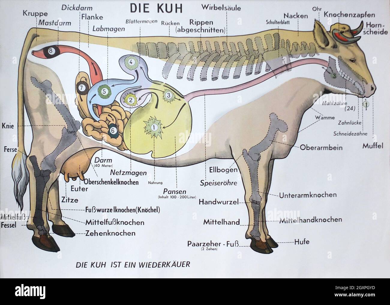 Die Kuh Banque D'Images