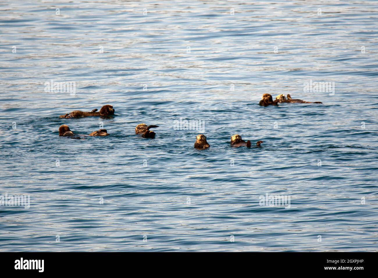 Un groupe de loutres de mer du nord, Enhydra lutris, Alaska, États-Unis Banque D'Images