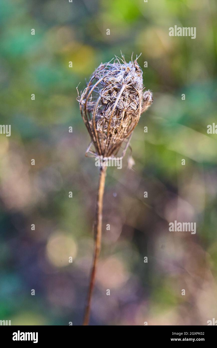 Macro de détail brun végétal d'automne Banque D'Images