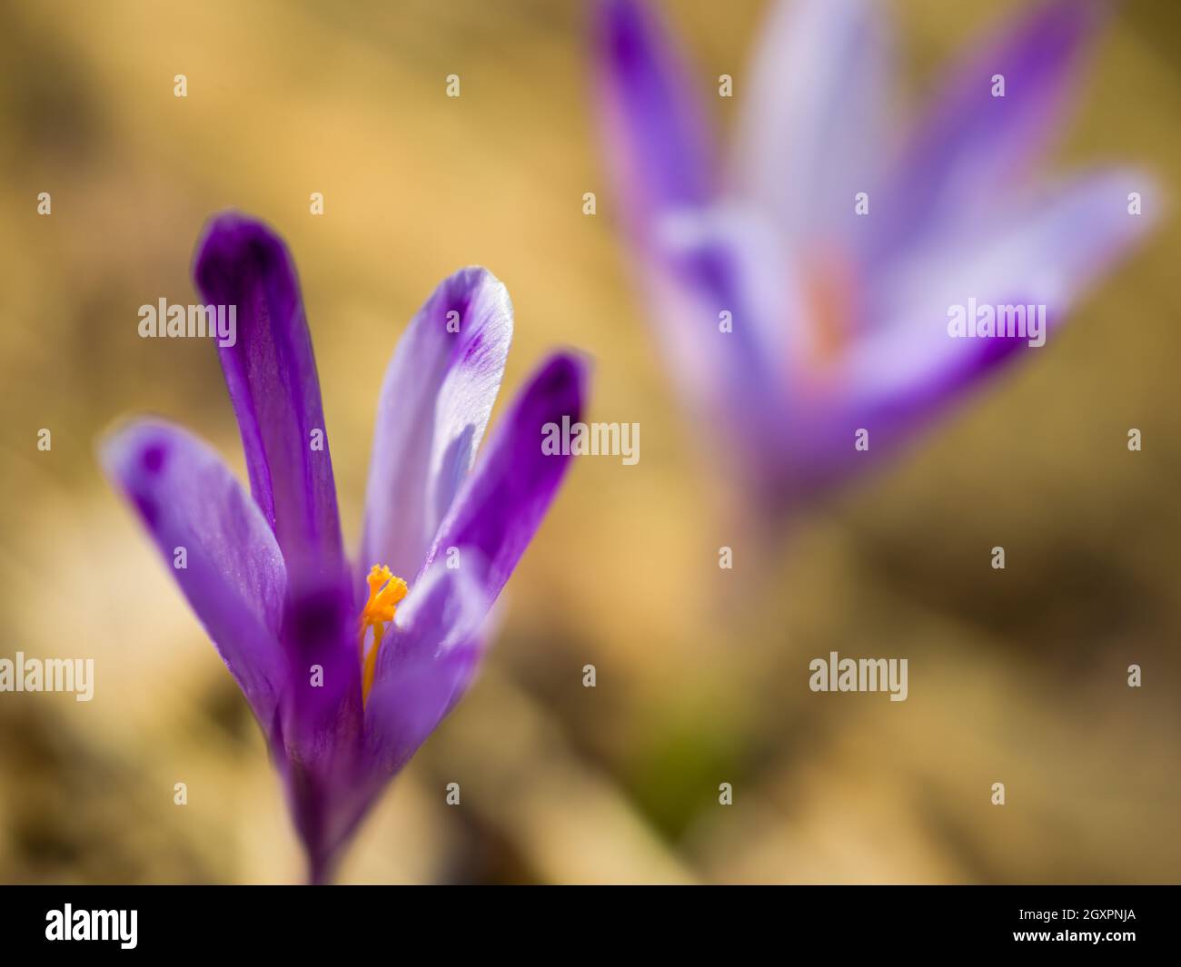 Crocus fleur pourpre le premier signe du printemps Banque D'Images