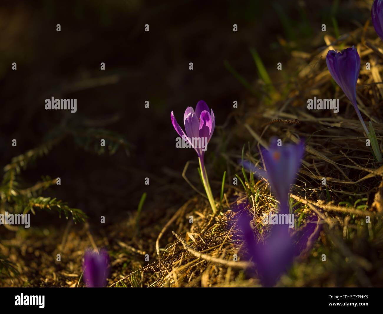 Crocus fleur pourpre le premier signe du printemps Banque D'Images