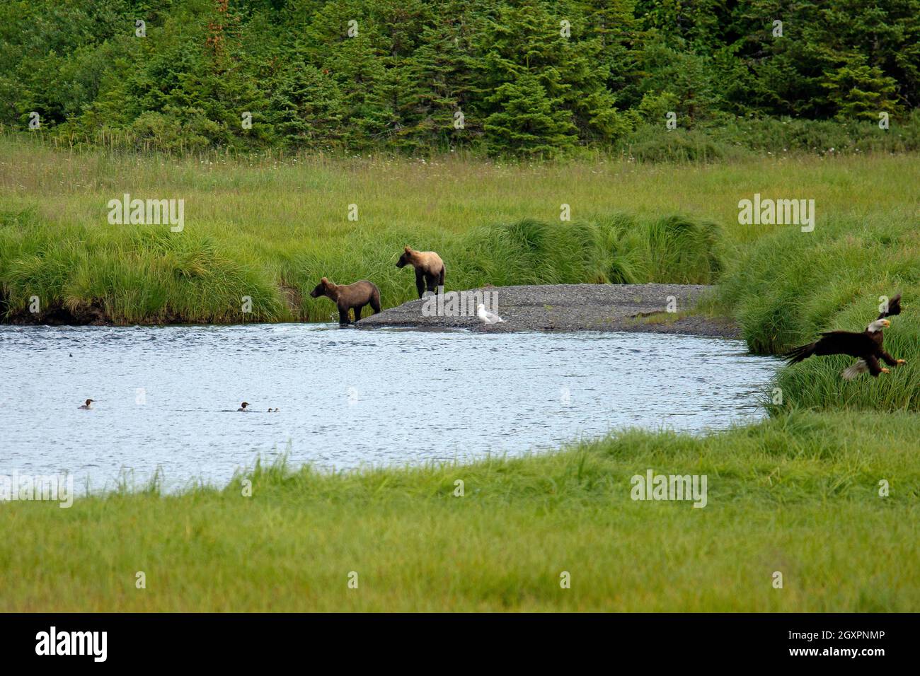 Un guette ailé glacous, Larus glaucescens, deux ours bruns, Ursus arctos, et un aigle à tête blanche, Haliaeetus leucocephalus, près d'une rivière, Cordova, Alaska, ÉTATS-UNIS Banque D'Images