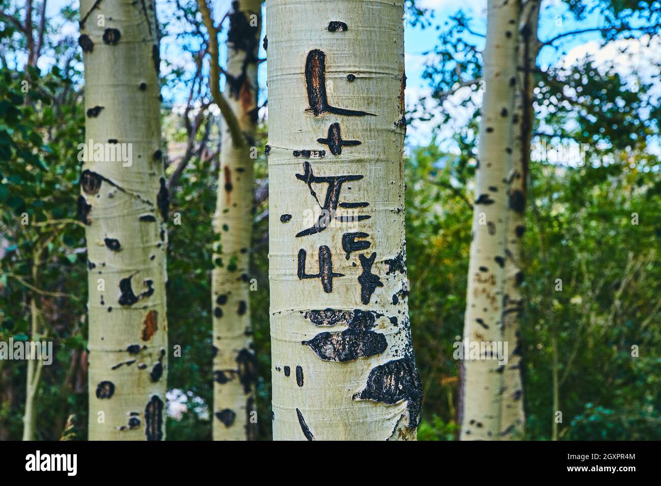 Détail de la sculpture en écorce d'Aspen Tree Banque D'Images