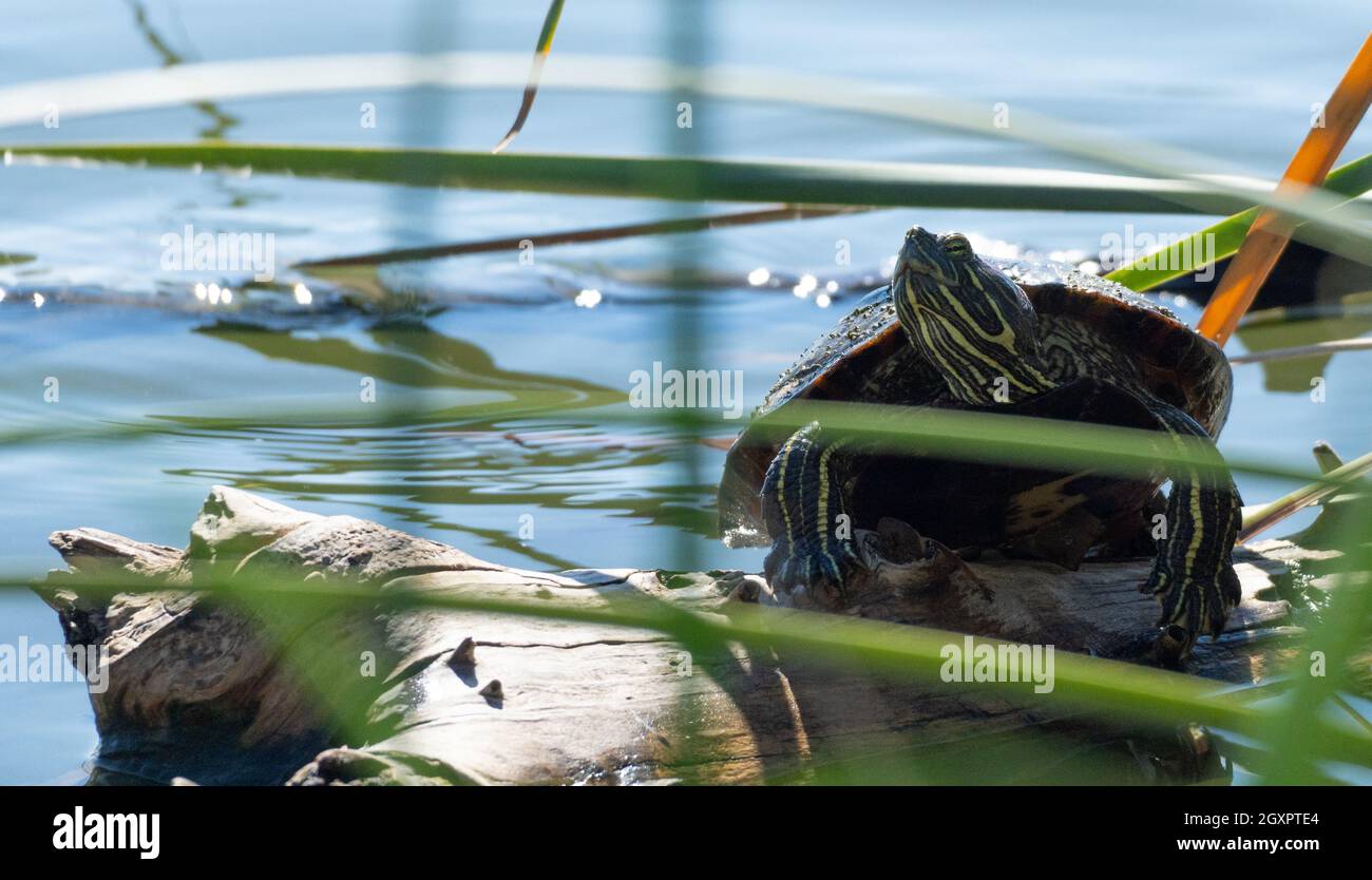 Une tortue (ou terrapin) à ailées rouges (Trachemys scripta elegans) est baignée de soleil sur une branche de Haskell Creek à Woodley, Californie, États-Unis Banque D'Images