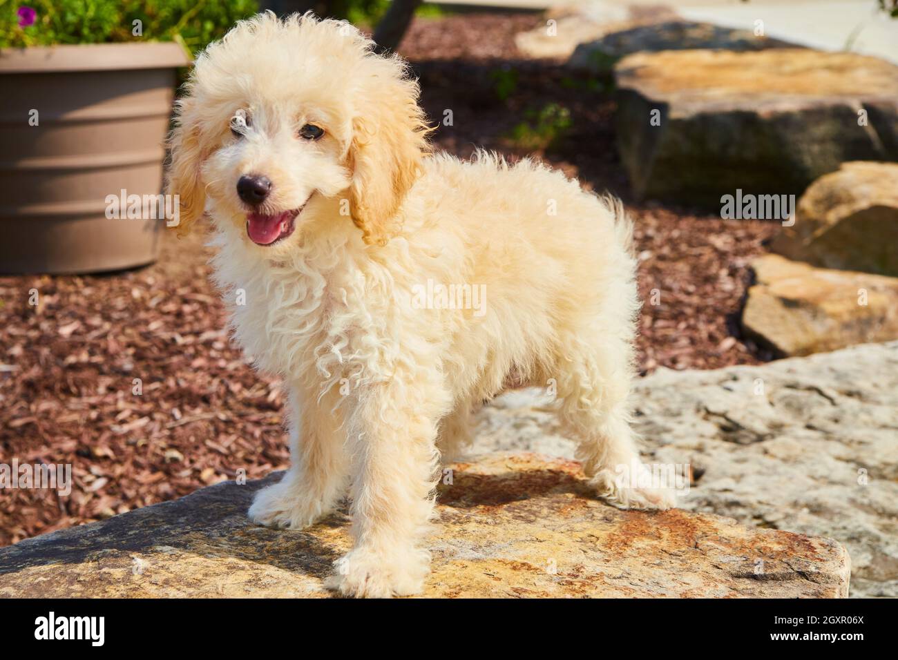 Golden Retriever se tenant sur la pierre de l'aménagement paysager Banque D'Images