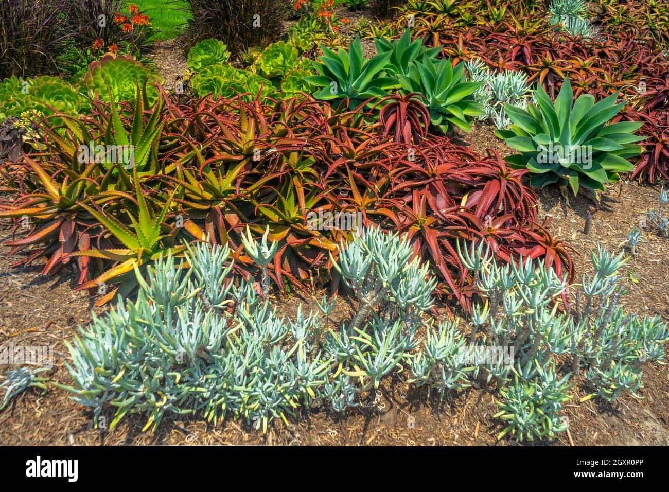 Un jardin succulent mélangé avec des plantes rouges et vertes Banque D'Images