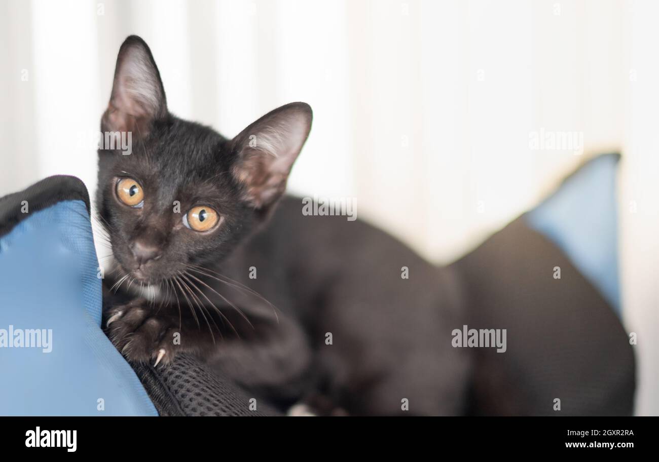 Le Bebe Chaton Noir Regardant Leur Proprietaire Et Se Tenant Sur La Maison Du Chat Tandis Que Le Proprietaire Se Detendant Pour Jouer Avec Le Chaton Photo Stock Alamy