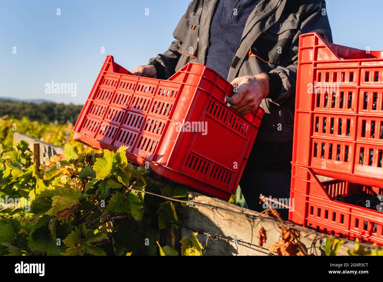 Homme moissonnant des raisins dans le vignoble en automne tenant une boîte pleine de raisins pour le charger sur le tracteur en automne jour réel personnes agriculture concept c Banque D'Images