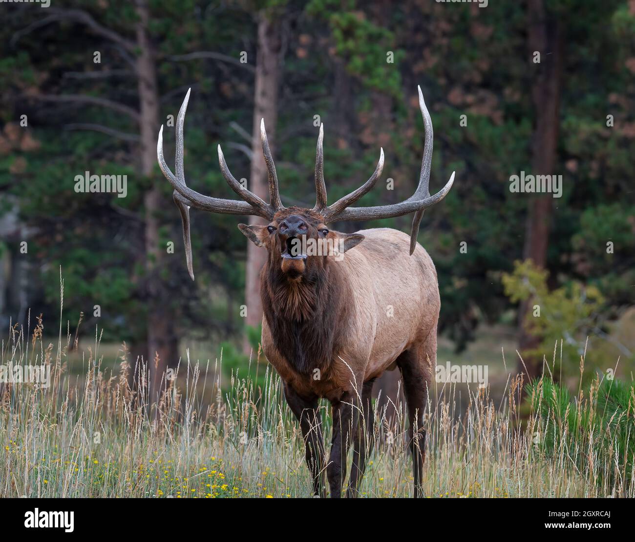 Gros plan de l'élan de taureau des montagnes Rocheuses qui bue pendant l'automne rout montagnes Rocheuses Colorado, États-Unis Banque D'Images