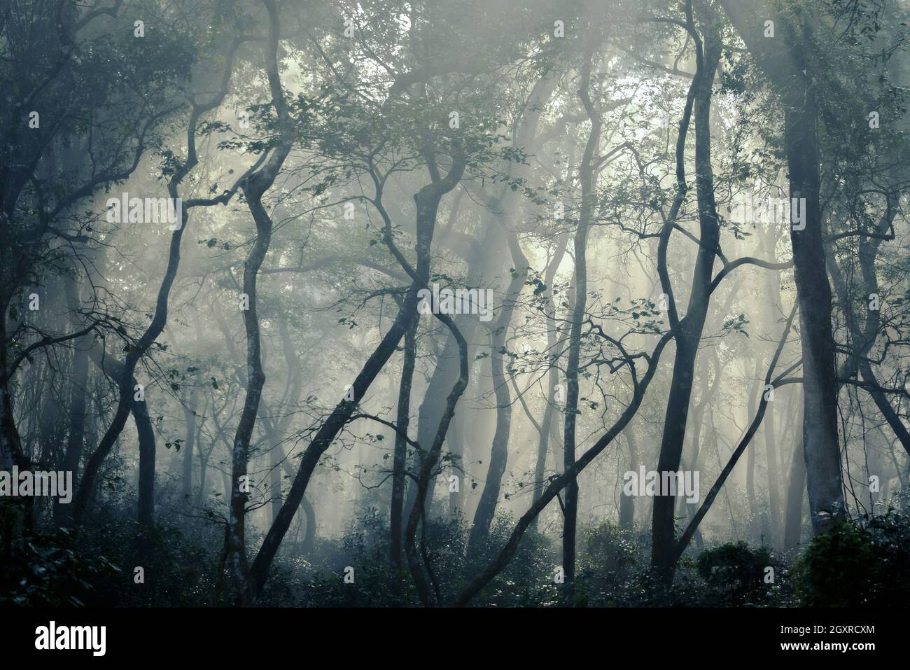 Forêt brumeuse, brouillard dans le bois, atmosphère mystérieuse Banque D'Images