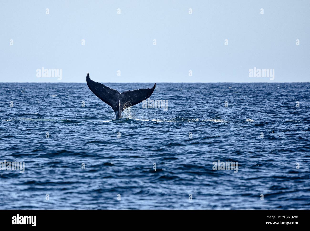 Une baleine à bosse (Megaptera novaeangliae) montrant sa queue.Copier l'espace. Banque D'Images