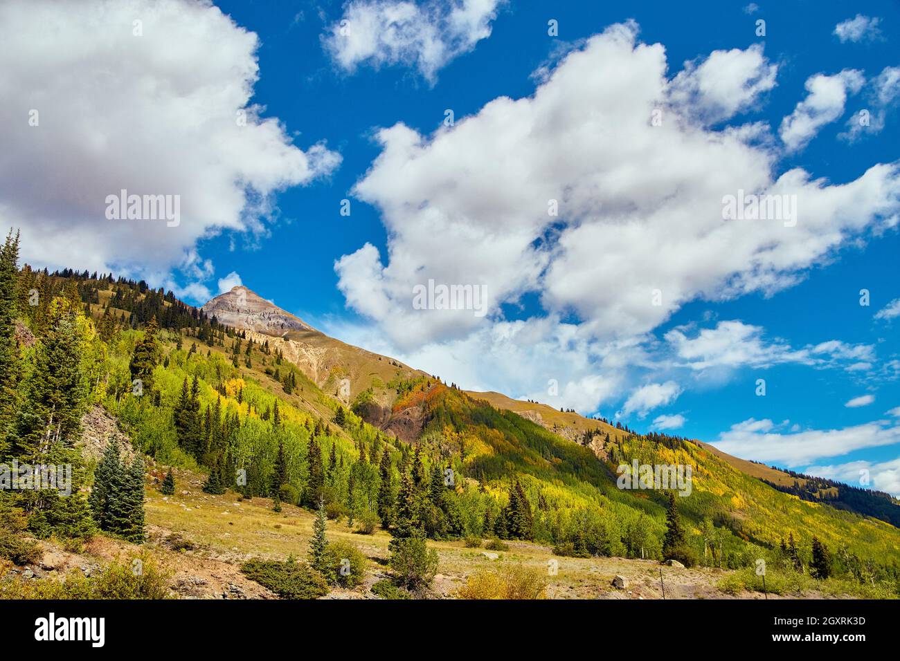 Paysage de montagnes couvertes de tremble d'automne et de pins Banque D'Images
