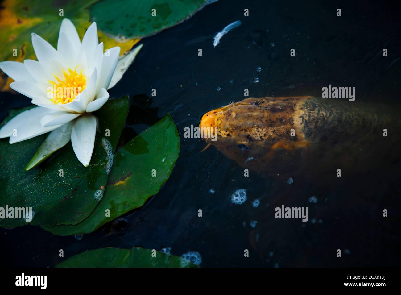 Un poisson et une fleur de lotus dans Burnby Hall Gardens Banque D'Images